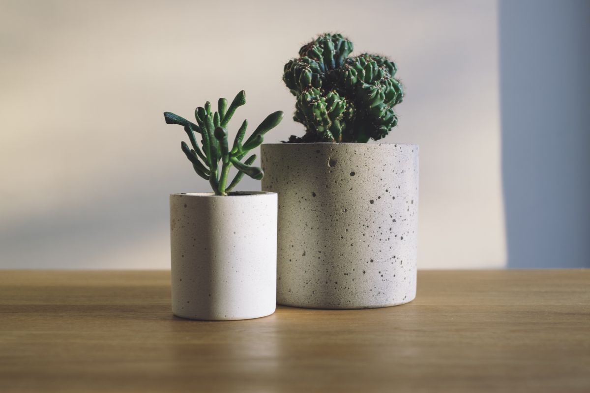 plantas para decorar